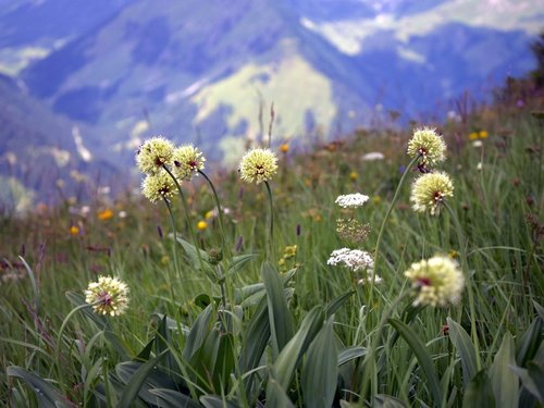 Victory onion (Allium victorialis)