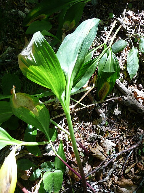 Victory onion: Ail de la Sainte-Victoire ( Allium victorialis ) dans la Réserve naturelle de la vallée de Chaudefour . Plante identifiée par le Conservateur de la réserve, Eri