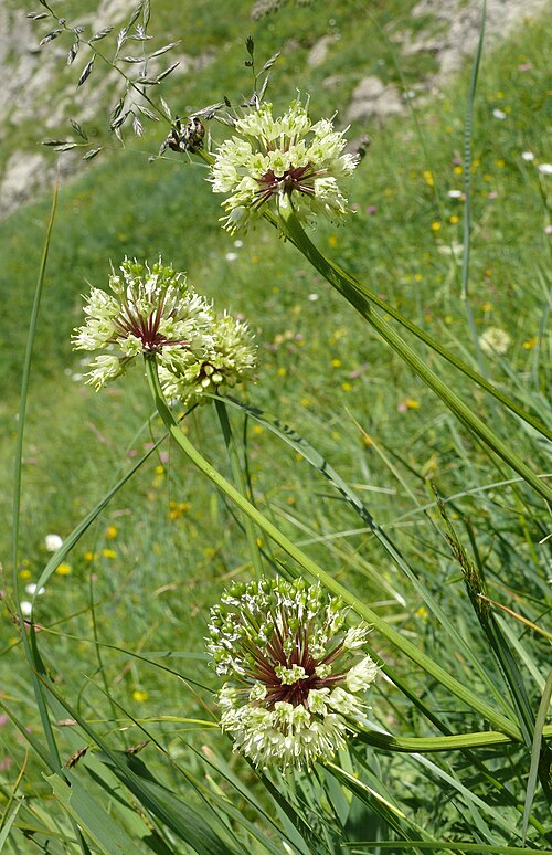 Victory onion: Allium victorialis , Allgäuer Alpen, Deutschland