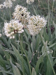 Victory onion (Allium victorialis)