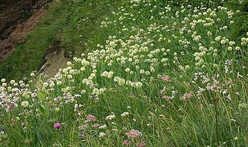 Victory onion: Allium victorialis , Allgäuer Alpen, Germany