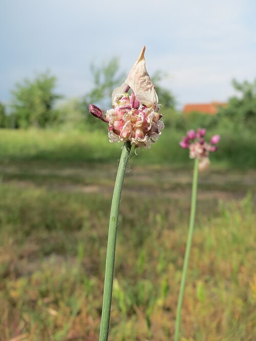 Wild garlic: Weinberg-Lauch ( Allium vineale ) auf einer Streuobstwiese in Hockenheim