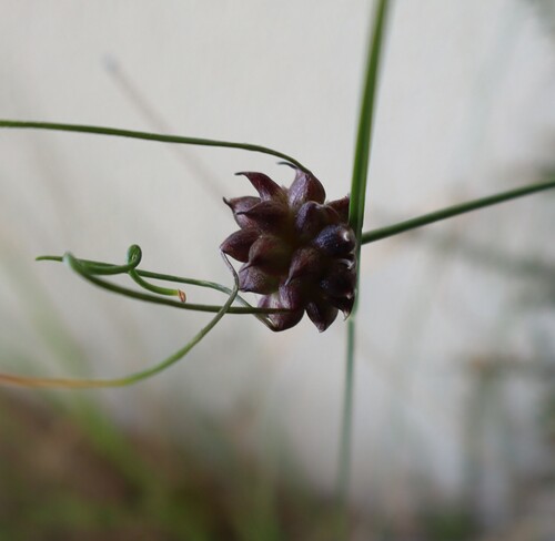 Wild garlic (Allium vineale)