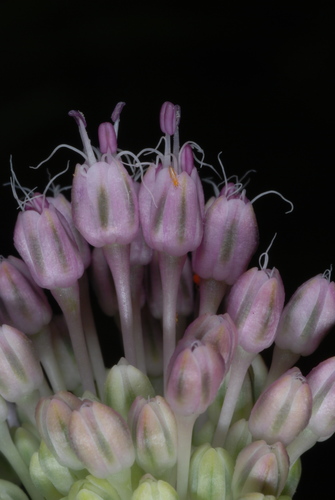 Wild garlic (Allium vineale)
