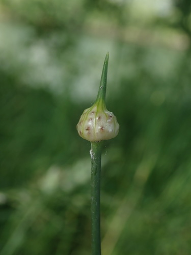 Wild garlic (Allium vineale)
