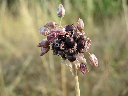 Wild garlic: Weinberg-Lauch ( Allium vineale ) bei Hockenheim