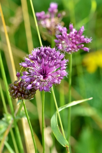 Wild garlic (Allium vineale)