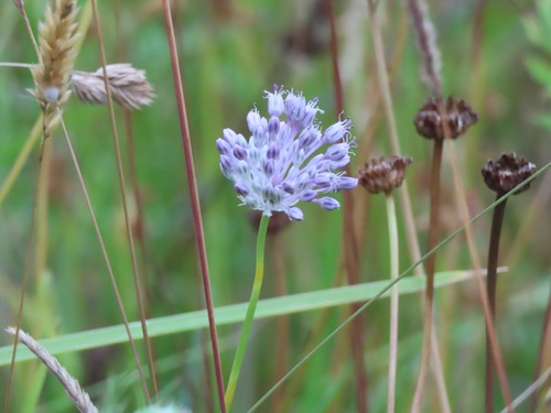 Wild garlic (Allium vineale)
