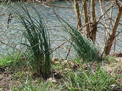 Wild garlic: Schnittlauch ( Allium vineale ) an der Saar in Saarbrücken