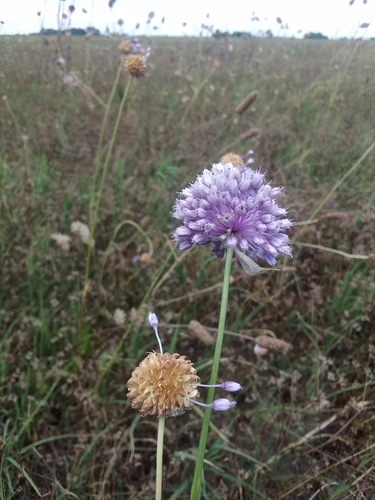 Wild garlic (Allium vineale)