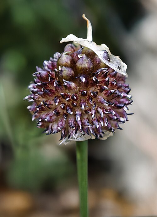 Wild garlic: Allium vineale