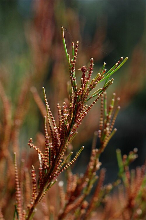 Allocasuarina diminuta: Male spikes of Allocasuarina diminuta subsp. diminuta in Goobang National Park Bumberry Sector; Bumberry Ridge Road, off Manildra - Parkes road, New South Wales