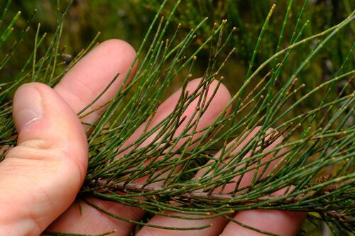 Allocasuarina diminuta (Allocasuarina diminuta)