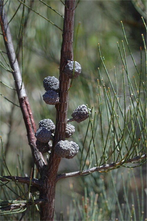 Allocasuarina diminuta: Female cones of Allocasuarina diminuta subsp. diminuta in Goobang National Park Bumberry Sector; Bumberry Ridge Road, off Manildra - Parkes road, New South Wale