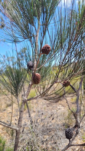 Allocasuarina diminuta (Allocasuarina diminuta)