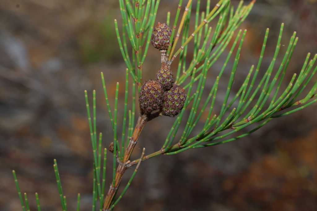 Allocasuarina diminuta (Allocasuarina diminuta)