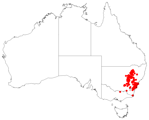 Allocasuarina diminuta: Allocasuarina diminuta occurrence data from Australasian Virtual Herbarium download 4 July 2018