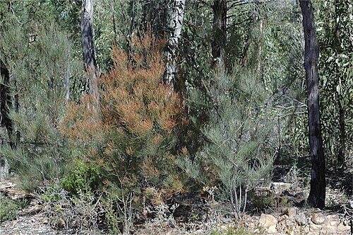 Allocasuarina diminuta: Allocasuarina diminuta subsp. diminuta in Goobang National Park Bumberry Sector; Bumberry Ridge Road, off Manildra - Parkes road, New South Wales