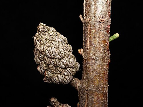 Allocasuarina zephyrea: Mature cone of Allocasuarina zephyrea in the Australian National Botanic Gardens