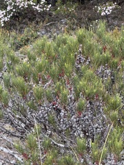 Allocasuarina zephyrea (Allocasuarina zephyrea)