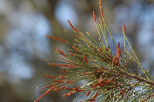 Allocasuarina zephyrea: Male spikes of Allocasuarina zephyrea in the Australian National Botanic Gardens