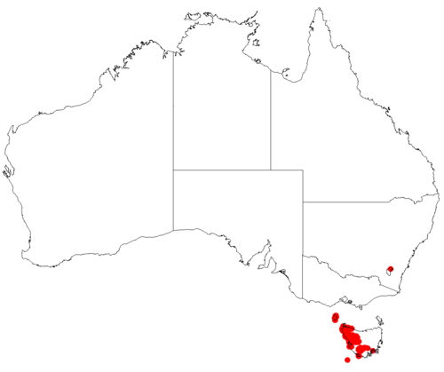 Allocasuarina zephyrea: Allocasuarina zephyrea Occurrence data from AVH