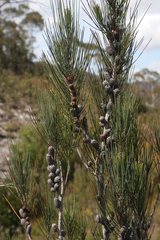 Allocasuarina zephyrea (Allocasuarina zephyrea)