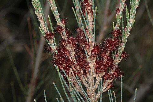 Allocasuarina zephyrea: Immature female cones (inflorescences) of Allocasuarina zephyrea in the Australian National Botanic Gardens