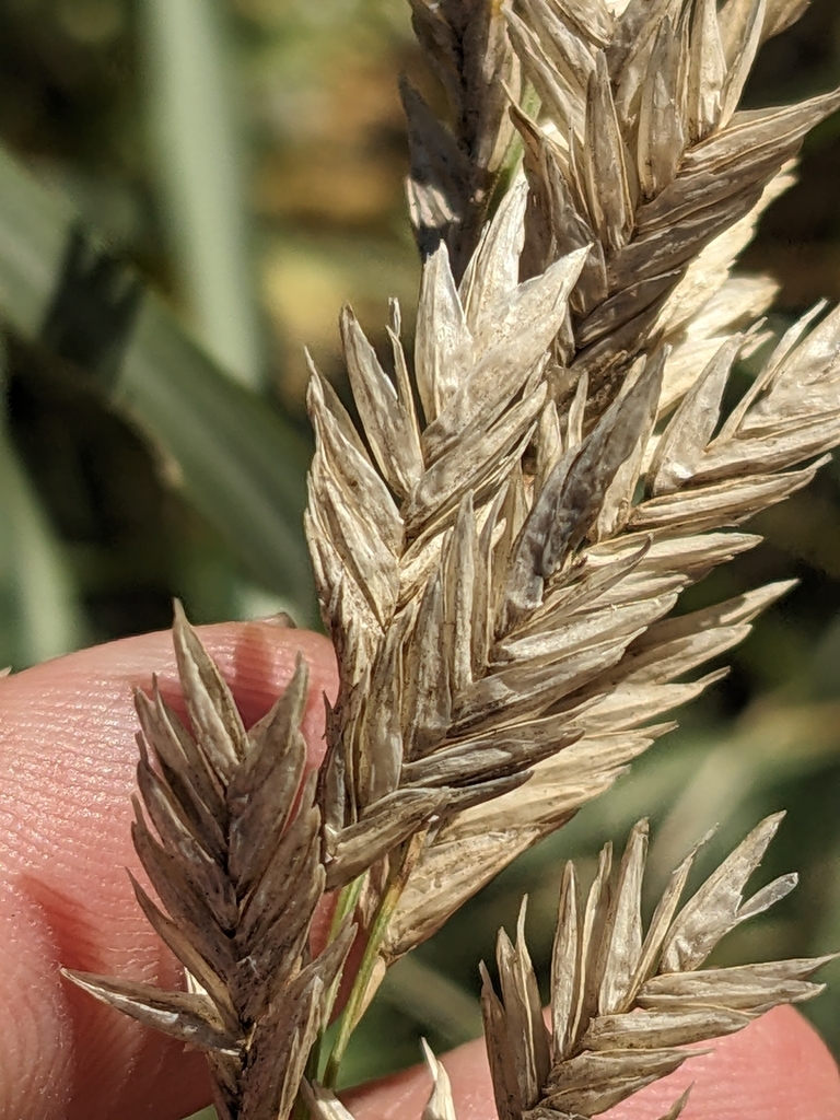 Texas salt (Allolepis texana)