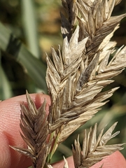 Texas salt (Allolepis texana)