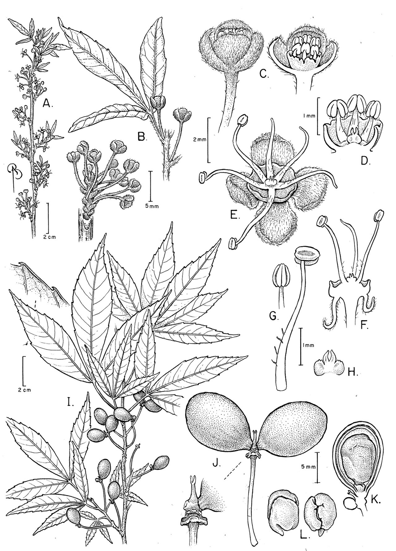 Allophylastrum frutescens: Allophylastrum frutescens. A Flowering branch B Detail of branch with leaf subtending a single flower, detail of a raceme C Pre-anthesis staminate flower and l.