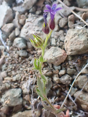 Dense false gilyflower (Allophyllum gilioides)