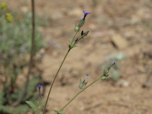 Dense false gilyflower (Allophyllum gilioides)