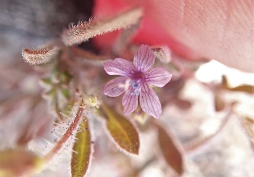 Dense false gilyflower (Allophyllum gilioides)