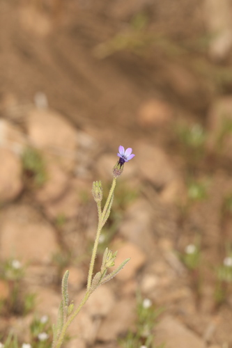 Dense false gilyflower (Allophyllum gilioides)