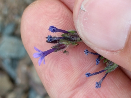 Dense false gilyflower (Allophyllum gilioides)