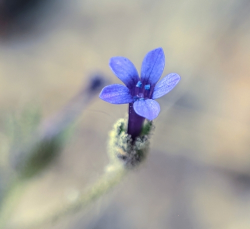 Dense false gilyflower (Allophyllum gilioides)