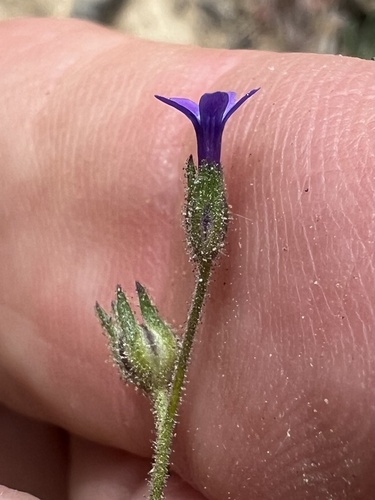Dense false gilyflower (Allophyllum gilioides)