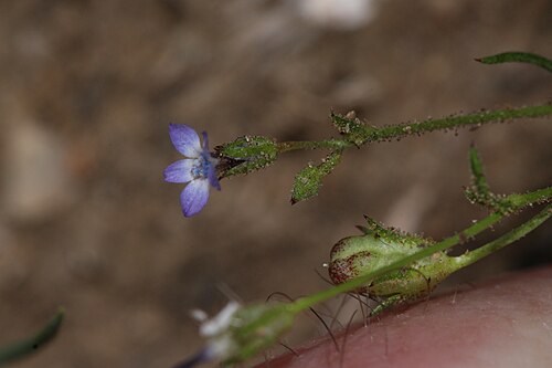 Dense false gilyflower: Dense False Gilia Identification by: Linda Edwards and Vern Benhart Viewpoint location: Antelope Valley California Poppy State Reserve , Lancaster, California V