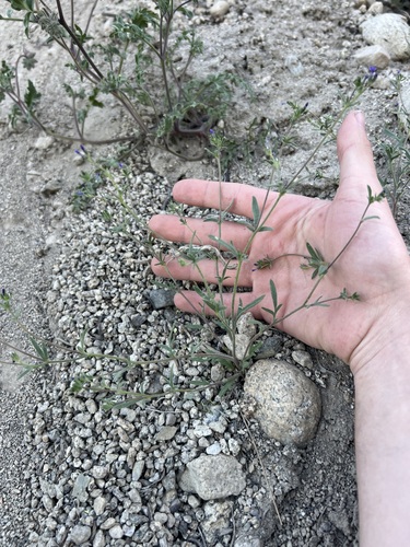 Dense false gilyflower (Allophyllum gilioides)