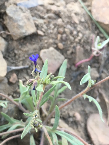 Dense false gilyflower (Allophyllum gilioides)