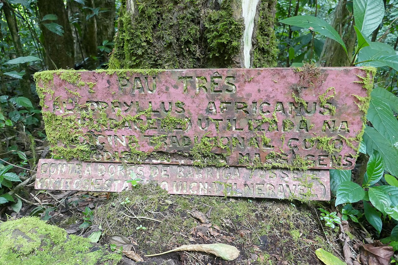 Allophylus africanus: Allophylus africanus , locally known as Pau-três, in the Obô natural park, on the island of São Tomé