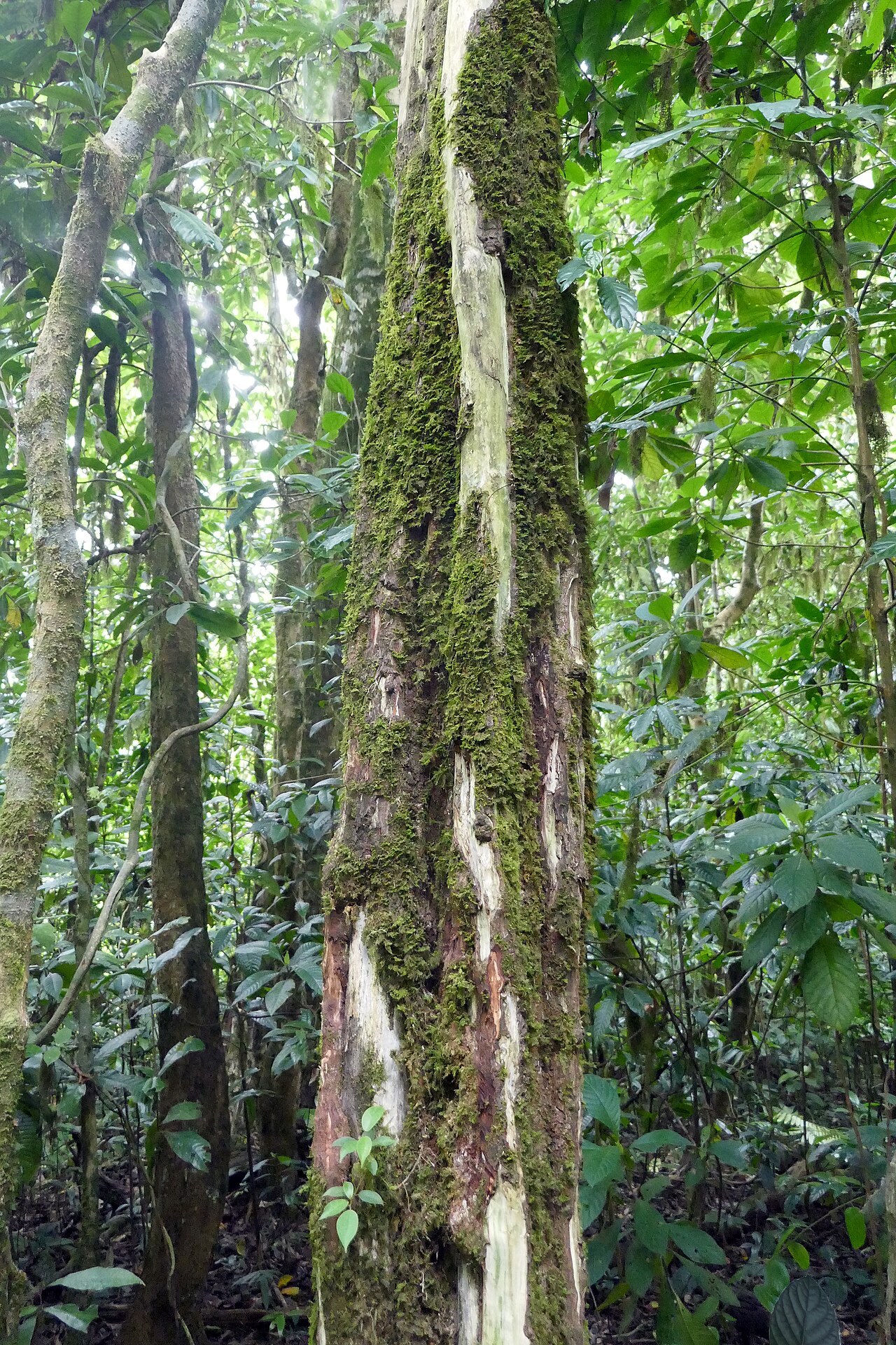Allophylus africanus: Allophylus africanus , locally known as Pau-três, in the Obô natural park, on the island of São Tomé