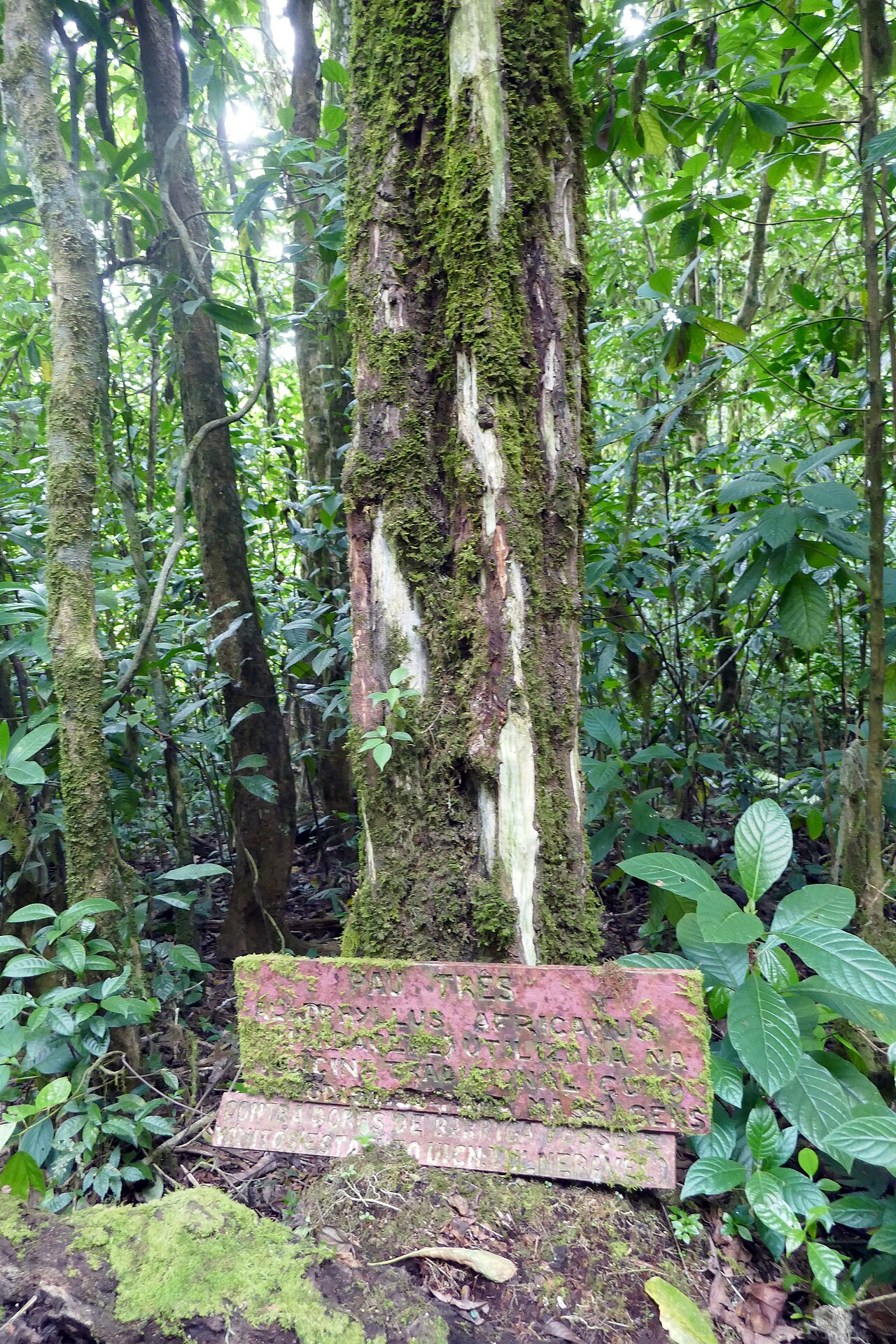 Allophylus africanus: Allophylus africanus , locally known as Pau-três, in the Obô natural park, on the island of São Tomé