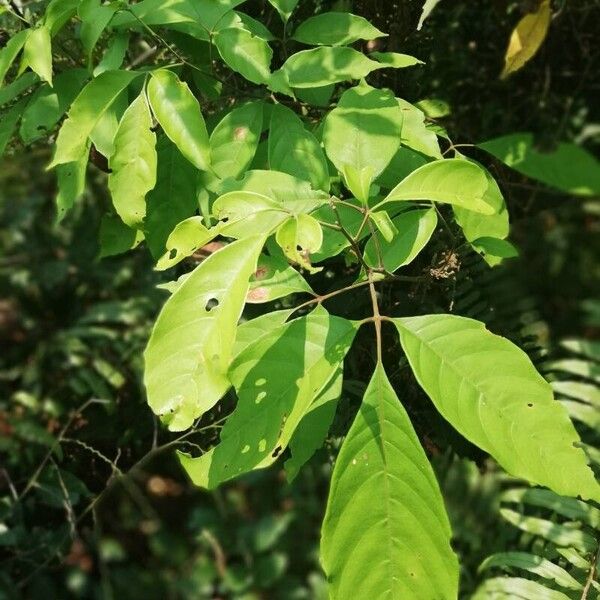 Allophylus africanus (Allophylus africanus)