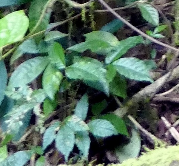 Allophylus africanus: Foliage of Allophylus africanus , locally known as Pau-três, in the Obô natural park, on the island of São Tomé