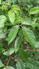 Titberry (Allophylus cobbe)