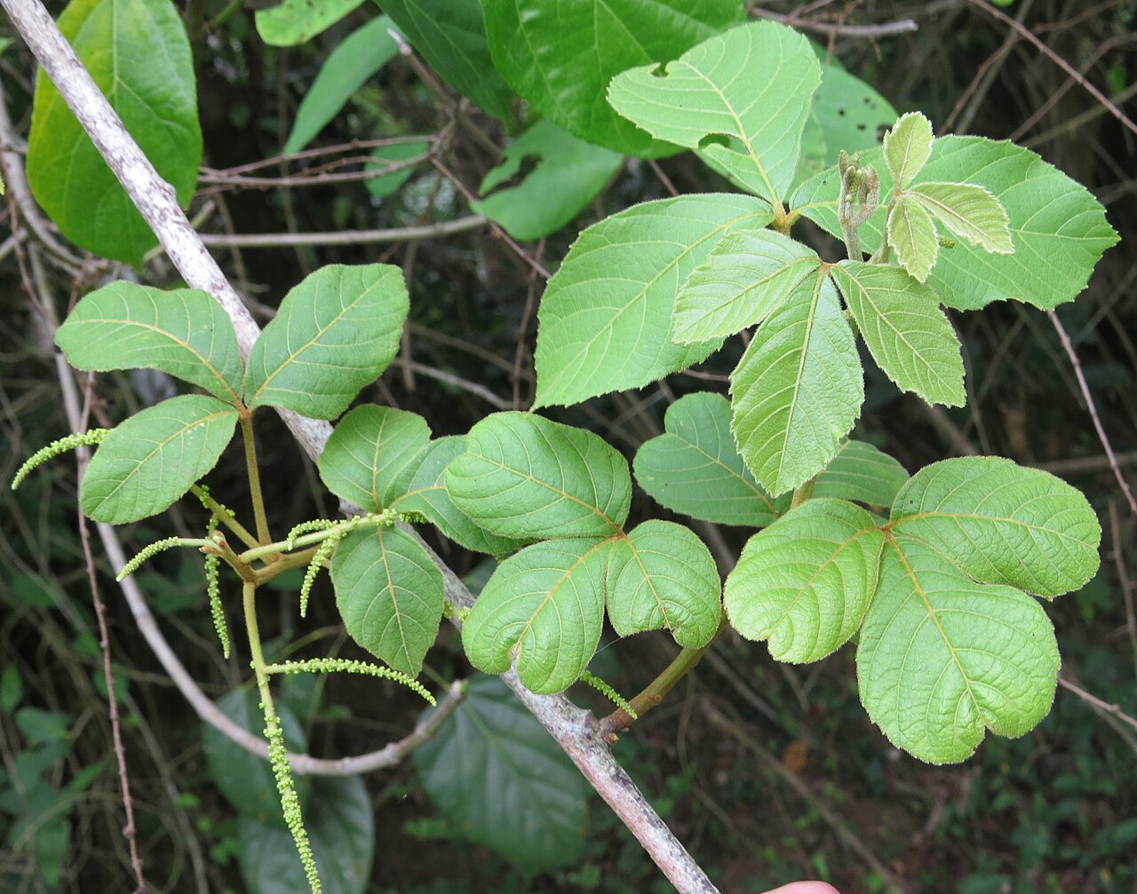 Titberry: Allophylus cobbe leaves and flowers
