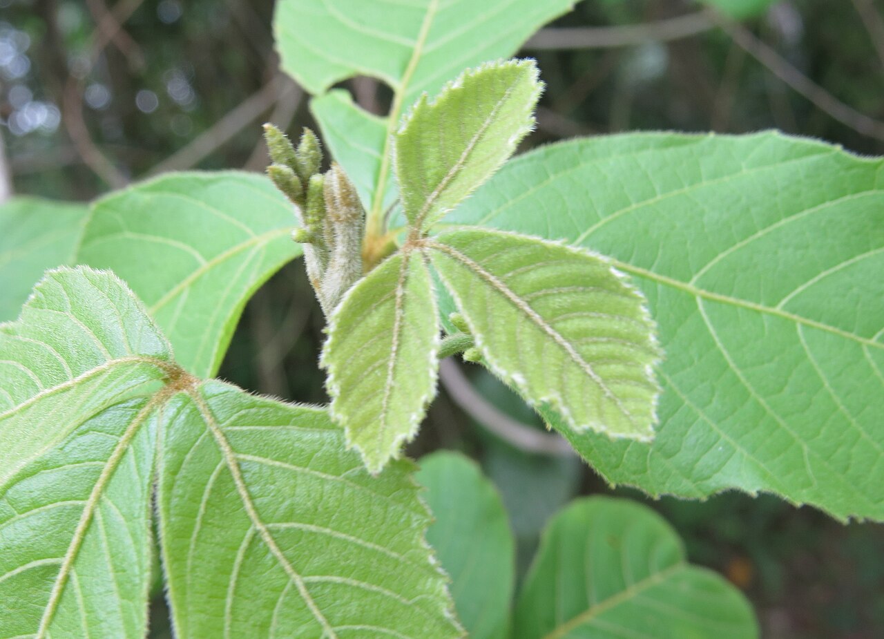 Titberry: Allophylus cobbe leaves and flowers