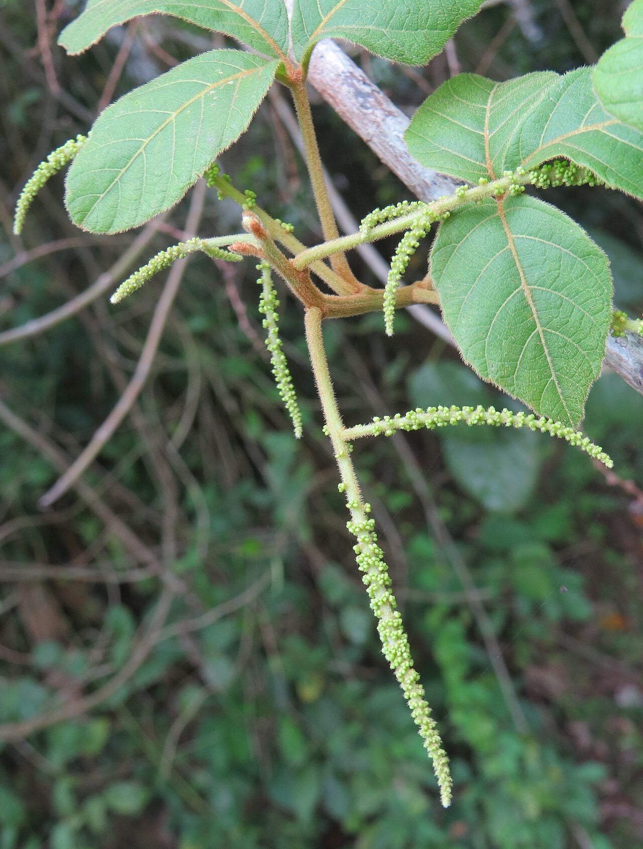 Titberry: Allophylus cobbe leaves and flowers